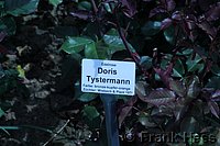 Rose Doris Tysterman